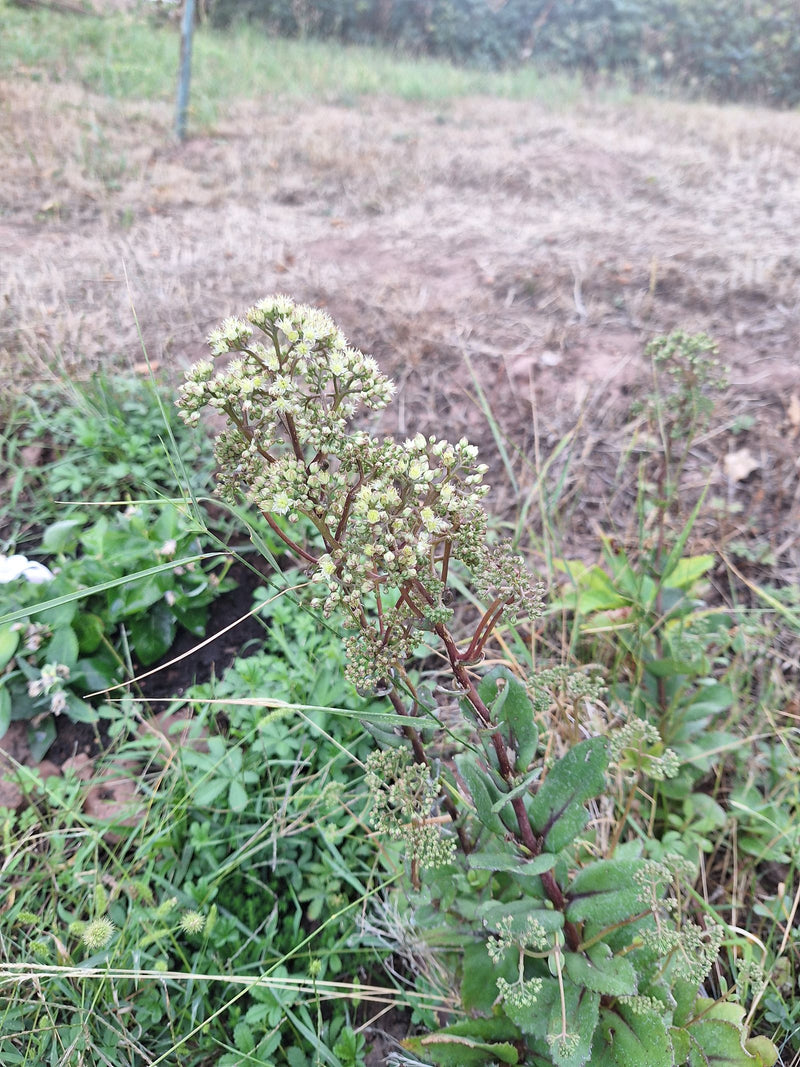 Duży rozchodnik — Bild 1