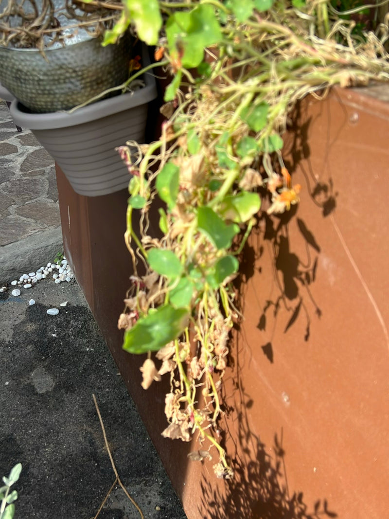 Große Kapuzinerkresse — Bild 2