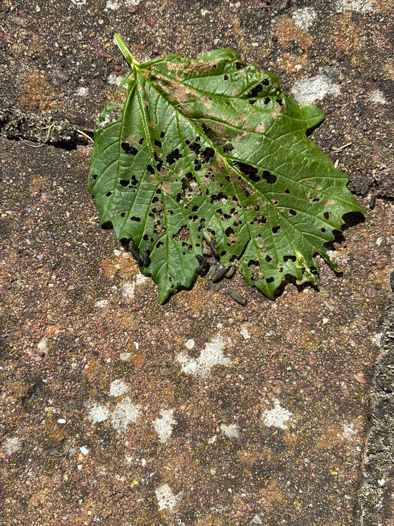 Wielka piła wiązowa — Bild 2