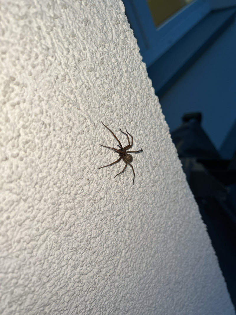 Duży pąk domowy siedzi na teksturowanej, jasnej otynkowanej ścianie. Pająk jest dobrze widoczny i spoczywa nieruchomo na powierzchni.