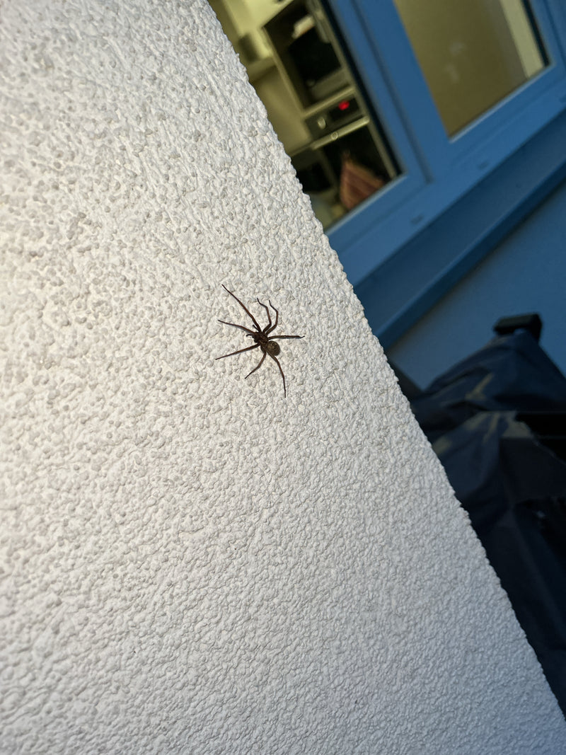 Duży pająk domowy siedzi na jasnej, fakturowanej elewacji tynkowanej. Pozostaje nieruchomo na ścianie.