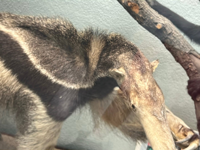 Großer Ameisenbär — zdjęcie 1 z 1