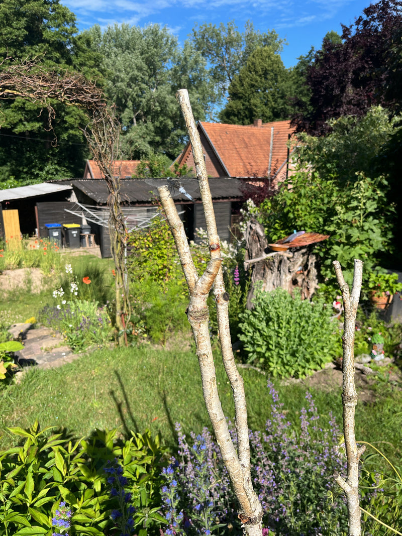 Großer Blaupfeil — Bild 1