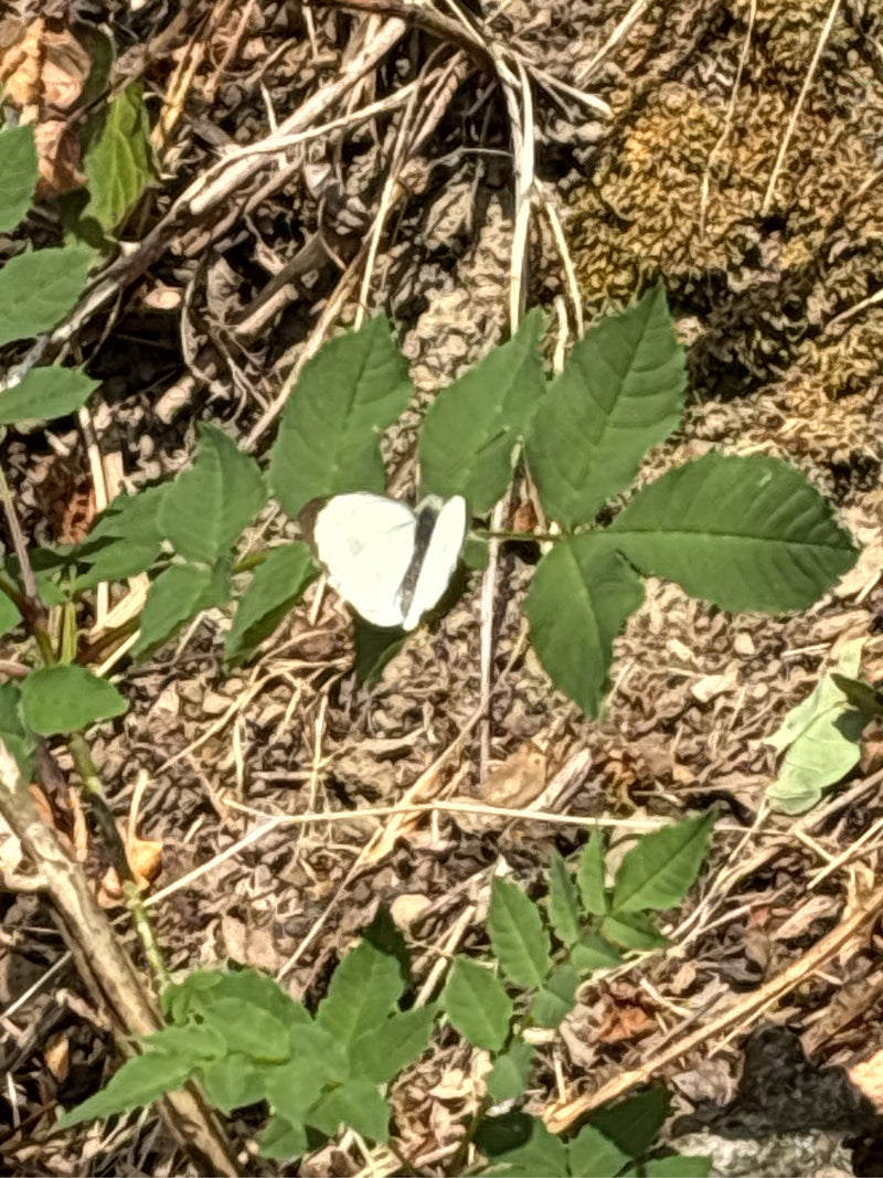 Bielik kapustnik siedzi na zielonych liściach nad glebą pełną ziemi i suchych resztek roślinnych. Motyl odpoczywa ze złożonymi skrzydłami.