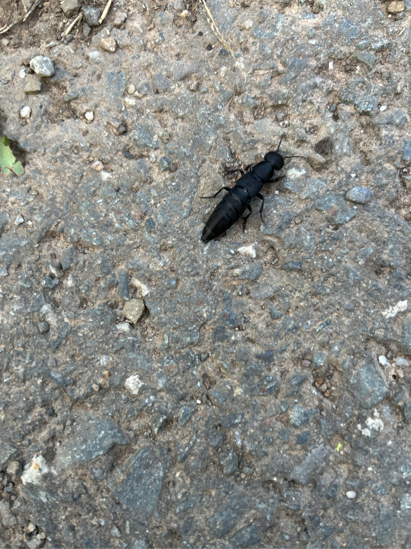 Koczowniczek czarny wędruje po szarej ścieżce żwirowej. Owad jest widoczny z góry.