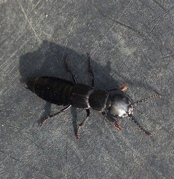 Dorosły osobnik kusaka czarnoskrzydłego spoczywa na ciemnej, chropowatej powierzchni, sfotografowany z góry.