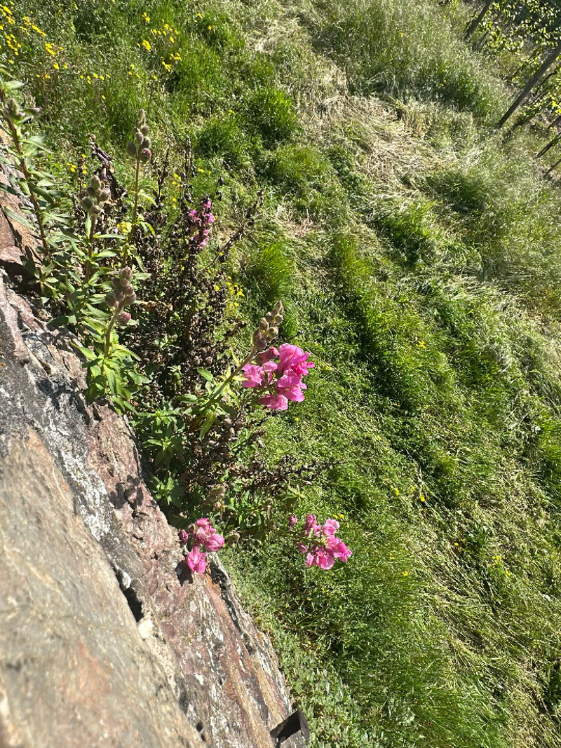 Snapdragony — Bild 2