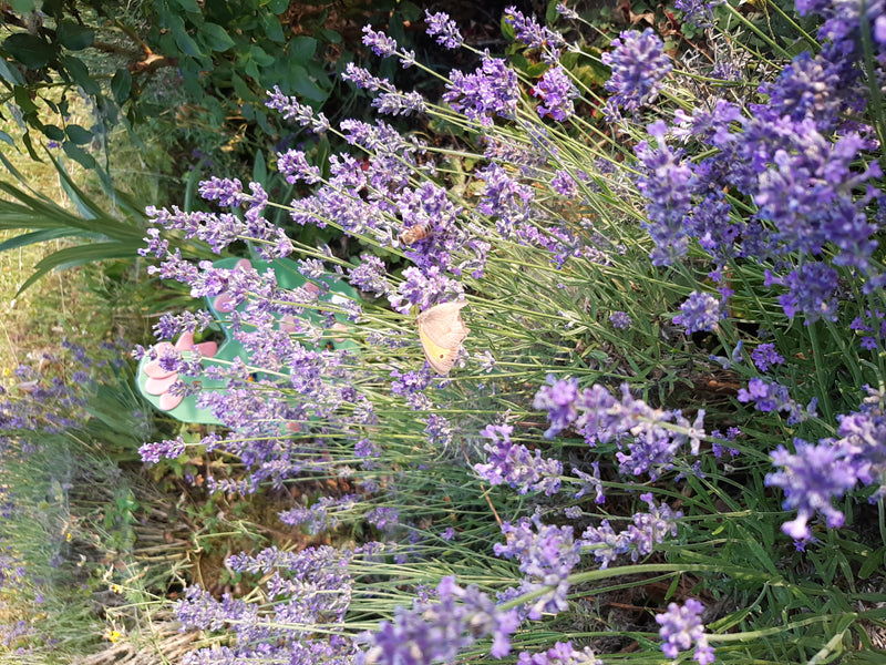 Wielkie oko — Bild 1