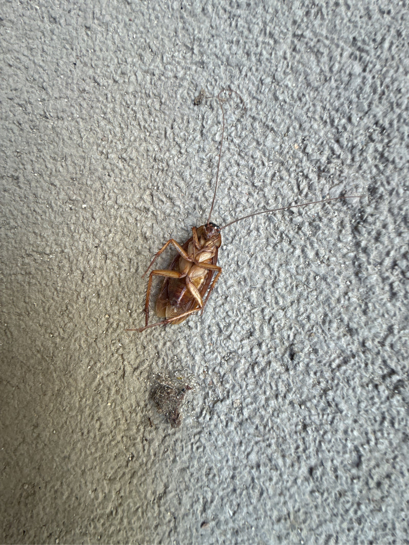 Duży karaluch (Periplaneta sp.) — Bild 2