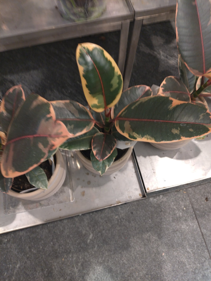 Drzewo gumowe — Bild 1