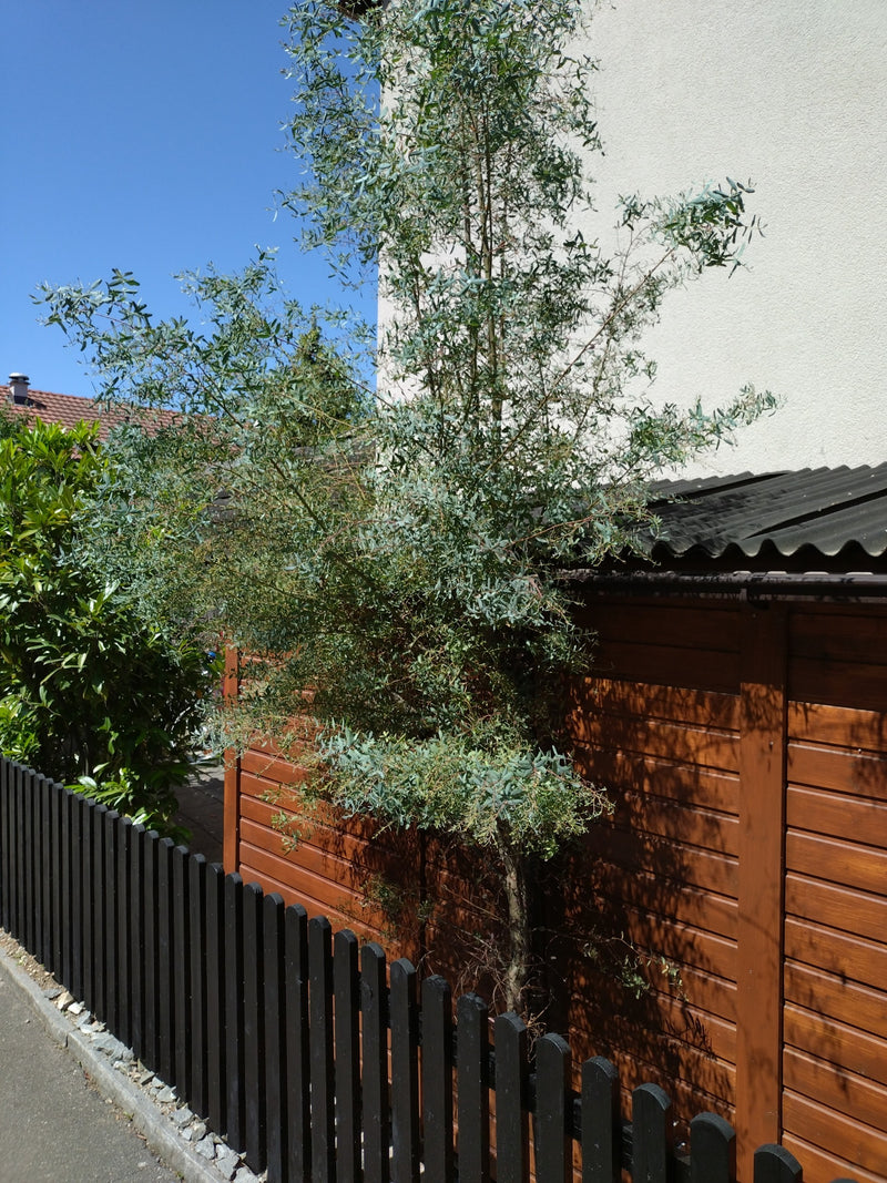 Gunn eukaliptusowy — Bild 2