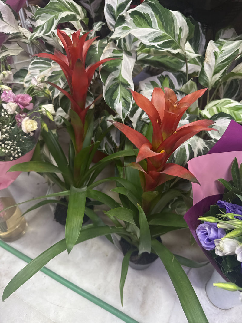 Guzmania — Bild 2