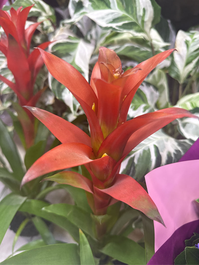 Guzmania — Bild 1