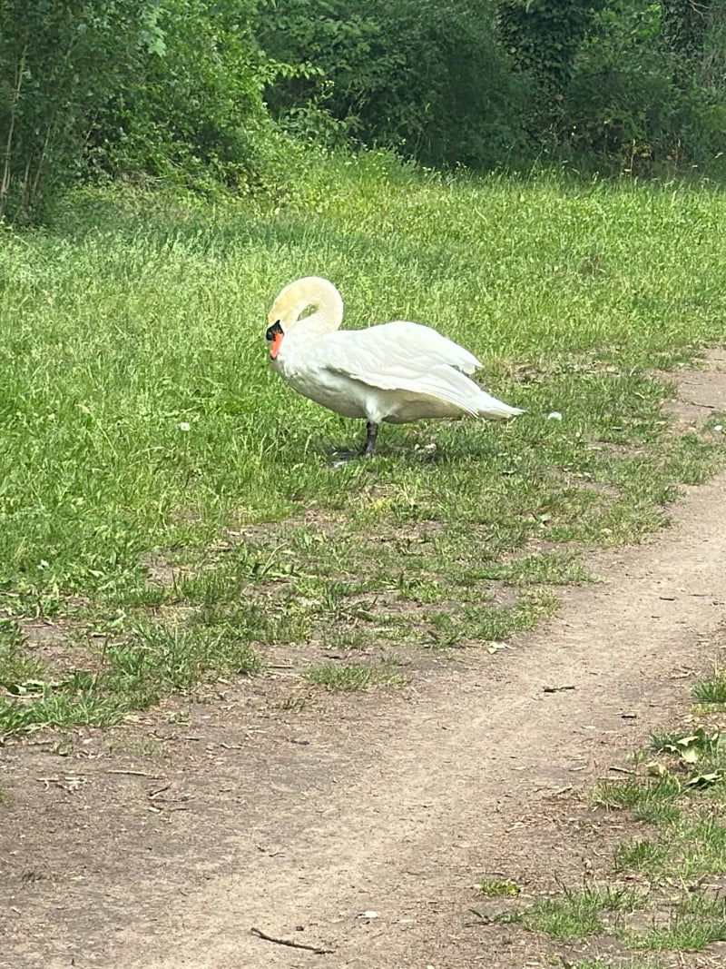 Łabędz niemy stoi na trawiastej ścieżce w zieleni. Ma charakterystyczne białe upierzenie i pomarańczowo-czarny dziób.