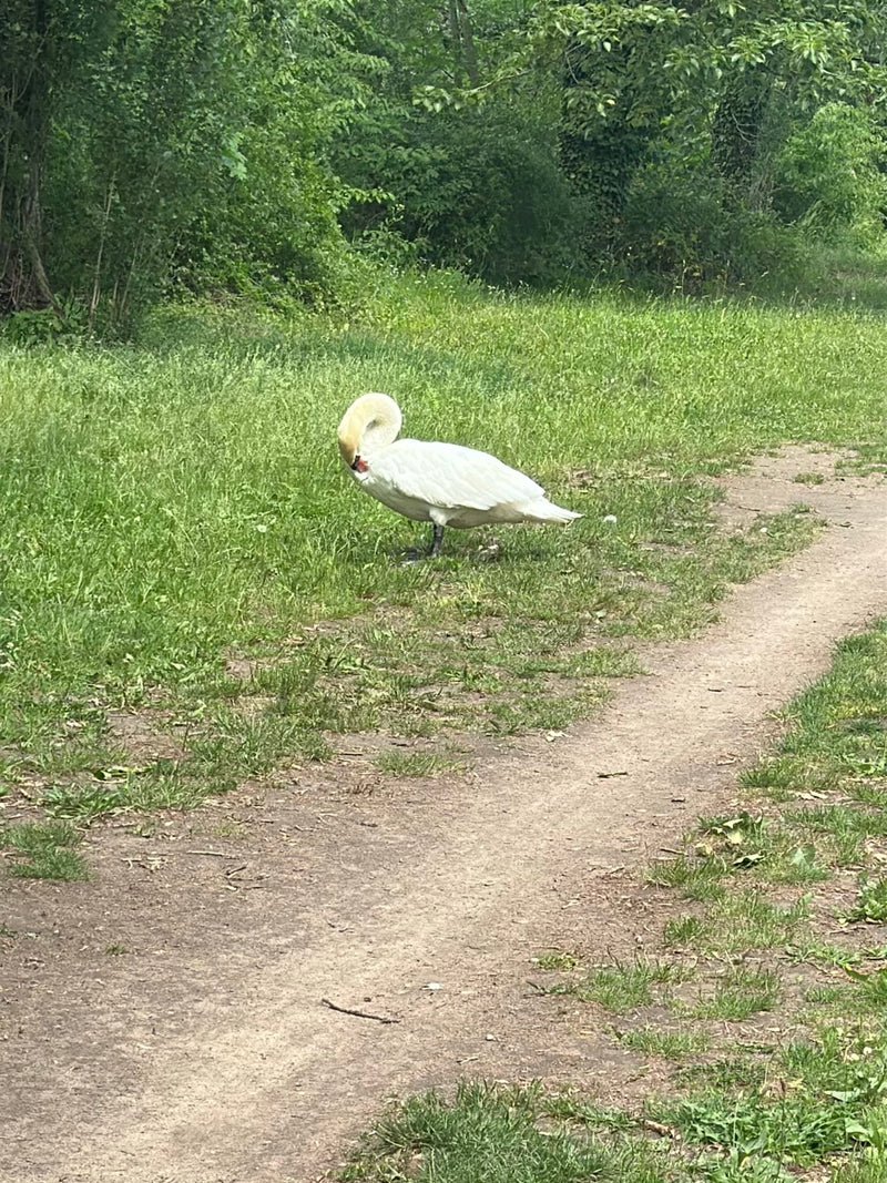 Łabędź niemy stoi w zielonej trawie obok ścieżki z pochyloną głową. Jego białe upierzenie i charakterystyczny czerwony dziób są dobrze widoczne.