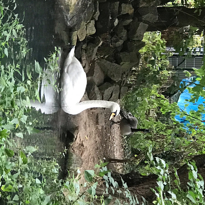 Łabędz niemy stoi na kamienistym brzegu zbiornika wodnego, a w tle widać gęsiówkę kanadyjską. Białe upierzenie łabędzia wyraźnie odznacza się na tle otoczenia.