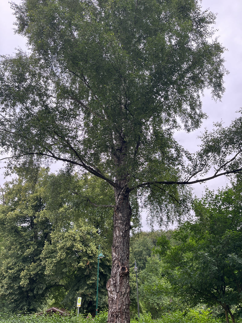 Zdjęcie przedstawia dorosłą brzozę brodawkowatą z charakterystycznym pniem i rozłożystą koroną. Drzewo rośnie na terenie zielonym pod pochmurnym niebem.