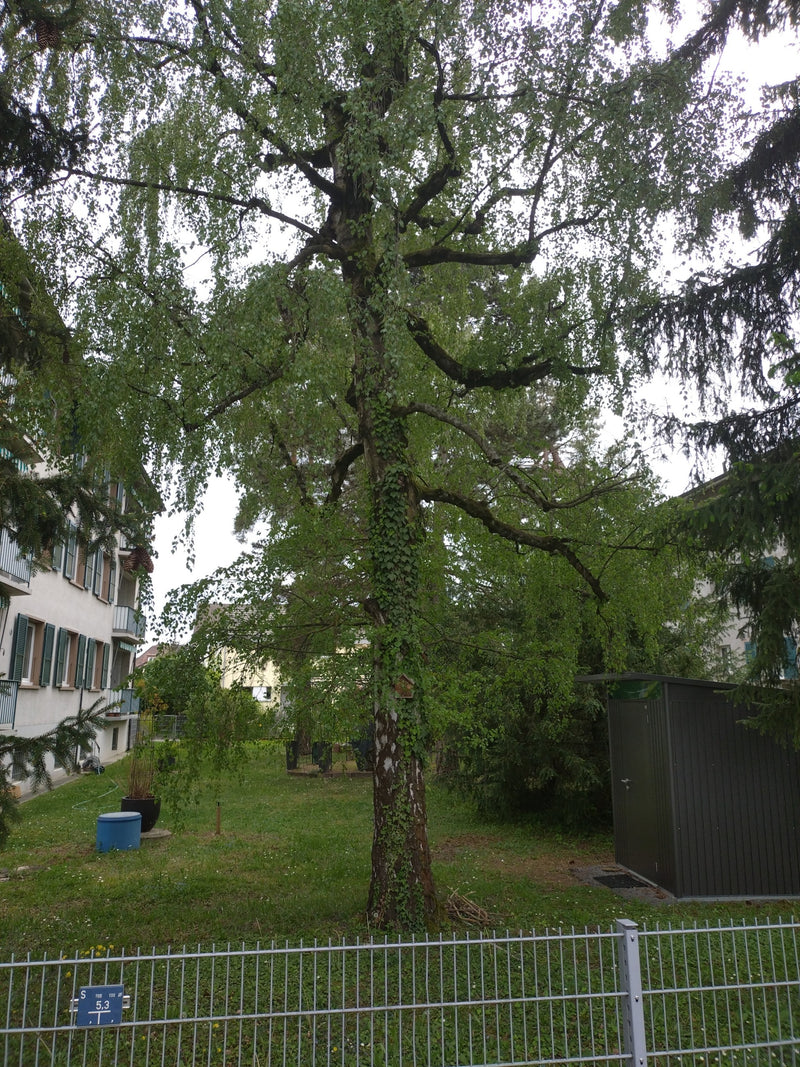 Zdjęcie przedstawia dorosłą brzozę brodawkowatą z charakterystyczną korą, częściowo pokrytą bluszczem, w ogrodzie. Drzewo stoi przed budynkiem mieszkalnym i ...