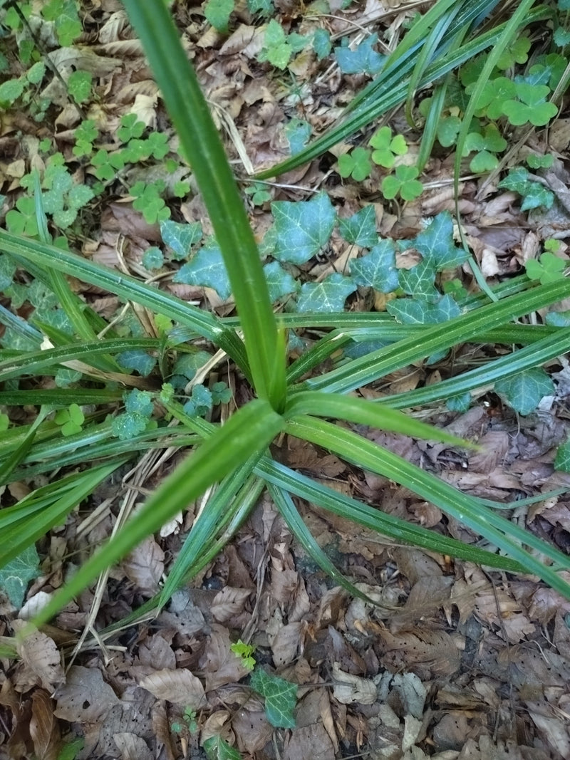 Wisząca turzyca — Bild 1