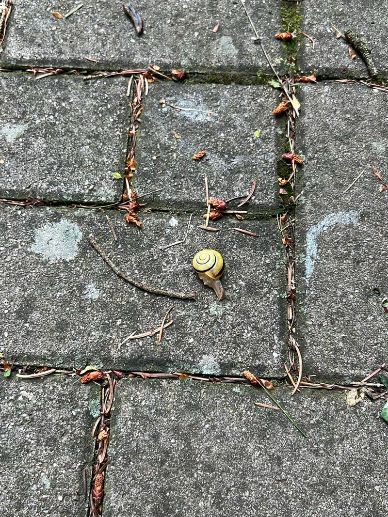 Żółty wstęzyk gajowy z ciemnymi pasami na skorupce czołga się po szarych płytach kamiennych. Wokół leżą rozproszone małe gałązki i szczątki roślin.