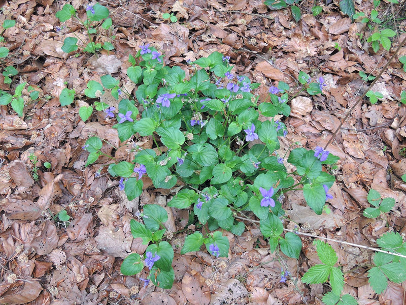 Gajowe fiołki — Bild 1