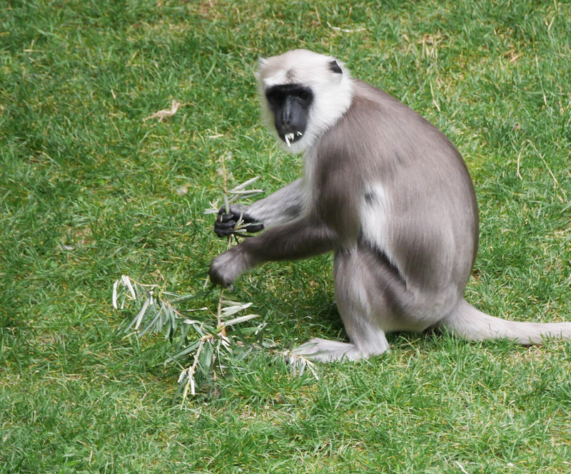 Langur Hanumana — Bild 1