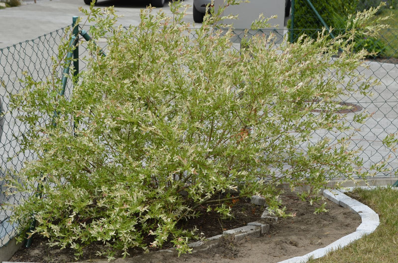 Wierzba arlekinowa — Bild 2