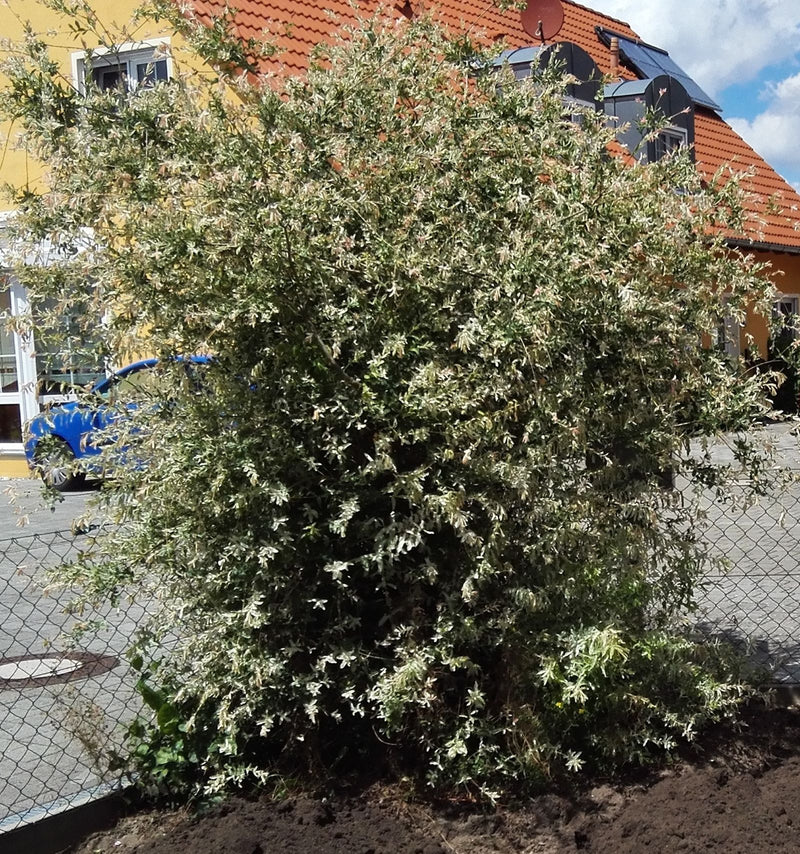 Wierzba arlekinowa — Bild 1