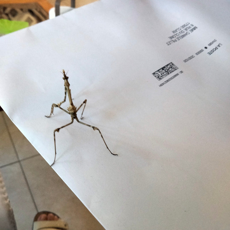 Haubenmantis — zdjęcie 1 z 1