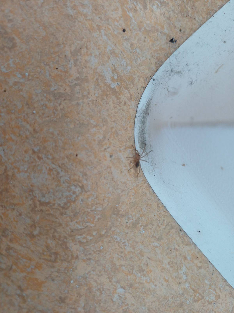 Cierniowy palec domu — Bild 1