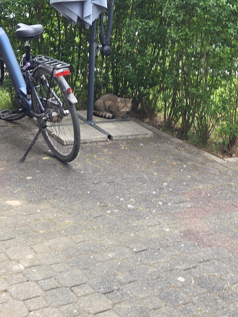 kot domowy — Bild 2