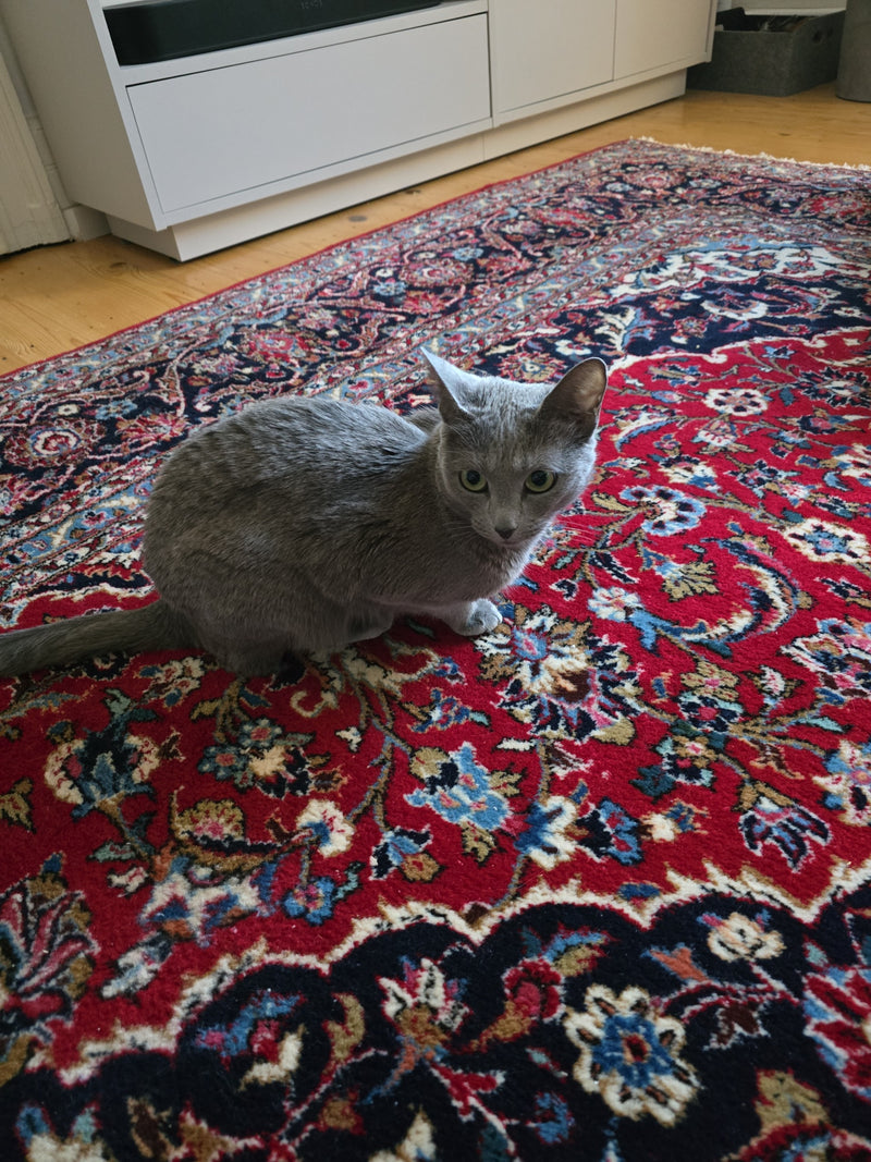 kot domowy — Bild 1
