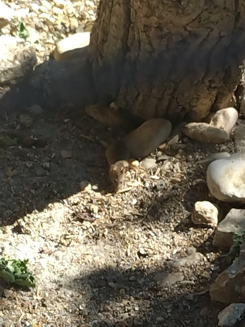 Mysz domowa siedzi na kamienistej ziemi u podstawy pnia drzewa i odpoczywa.