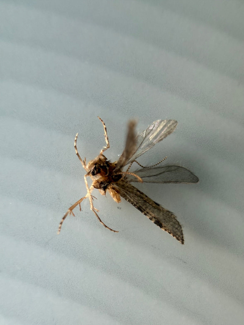 Na zdjęciu widać martwego mola domowego leżącego na plecach na jasnej, lekko prążkowanej powierzchni. Wyraźnie widoczne są odnogi i skrzydła.