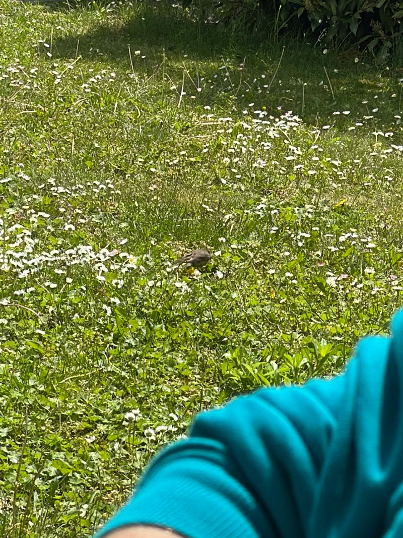 Wróbel domowy siedzi w wysokiej trawie na łące wśród licznych stokrotek. Ptak został uwieczniony z większej odległości i wydaje się stosunkowo mały.