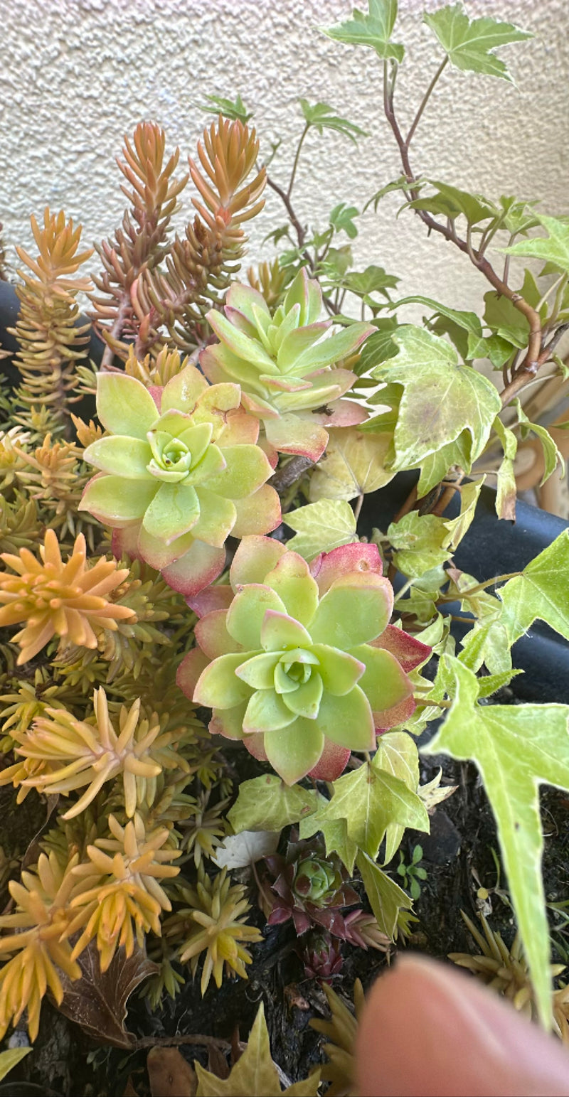 Houseleek — Bild 4