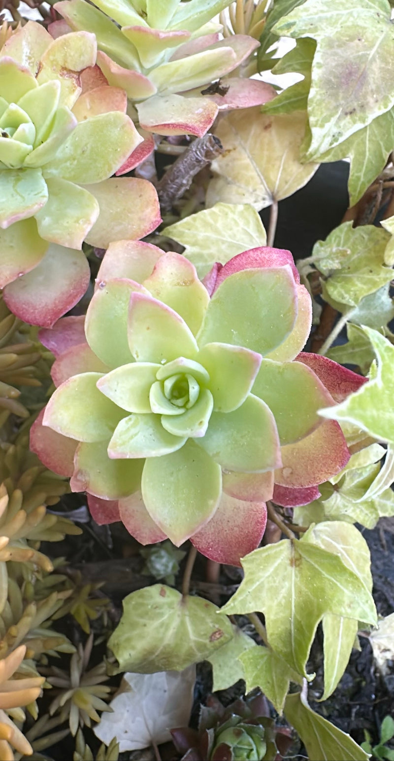 Houseleek — Bild 3