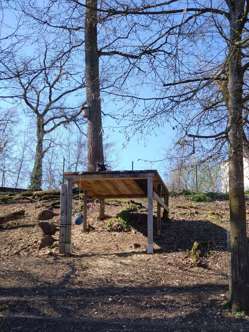 koza domowa — Bild 2