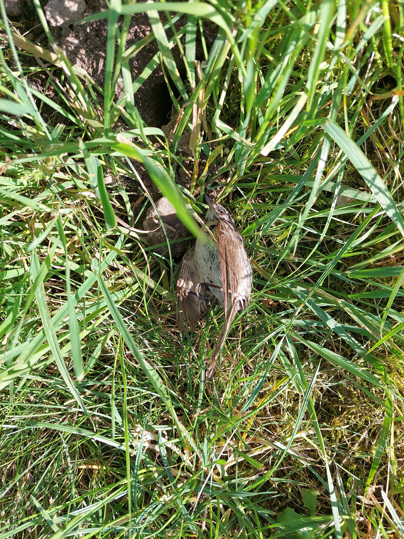 Dunnocka — Bild 1