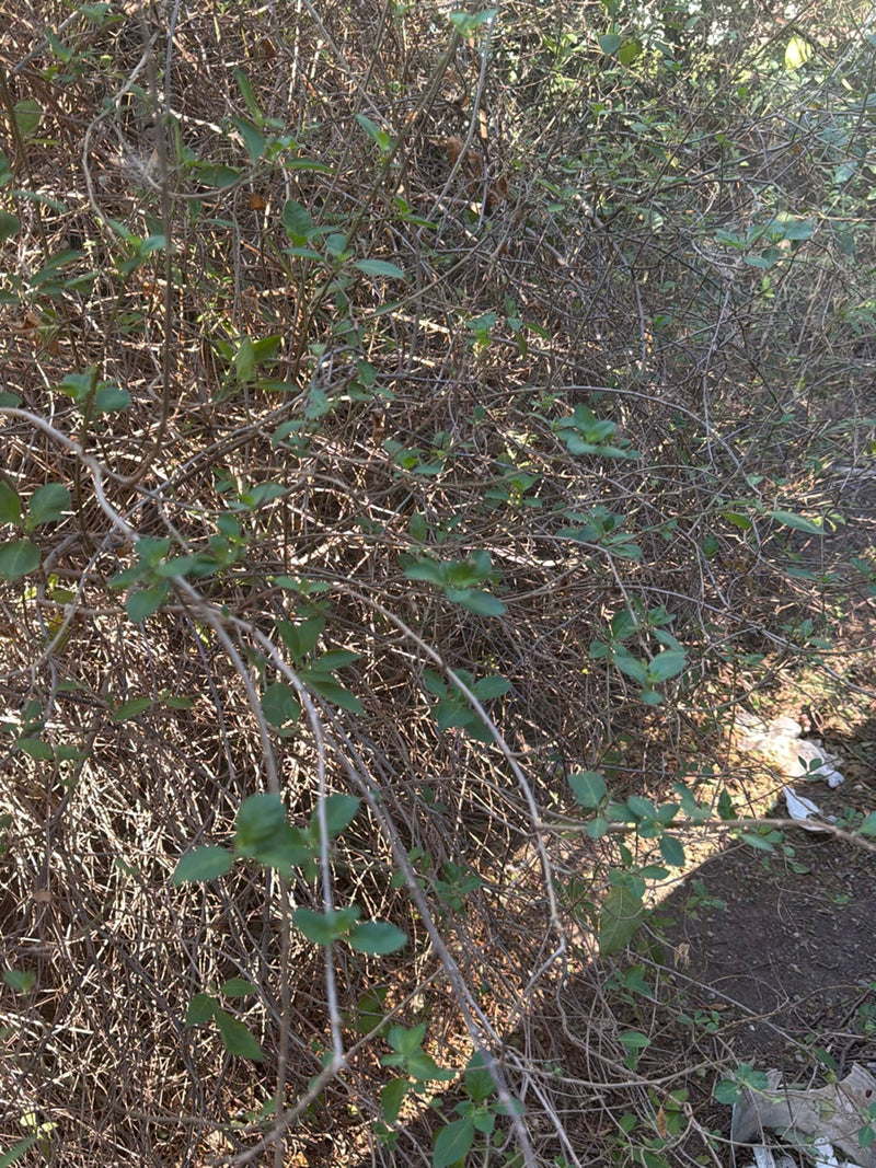 Wiciokrzew — Bild 2