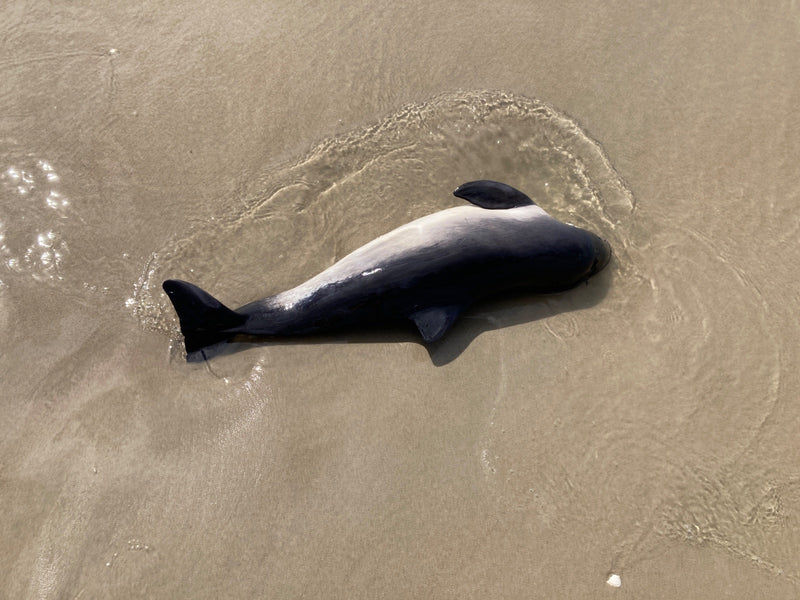Delfin Hektor — Bild 1