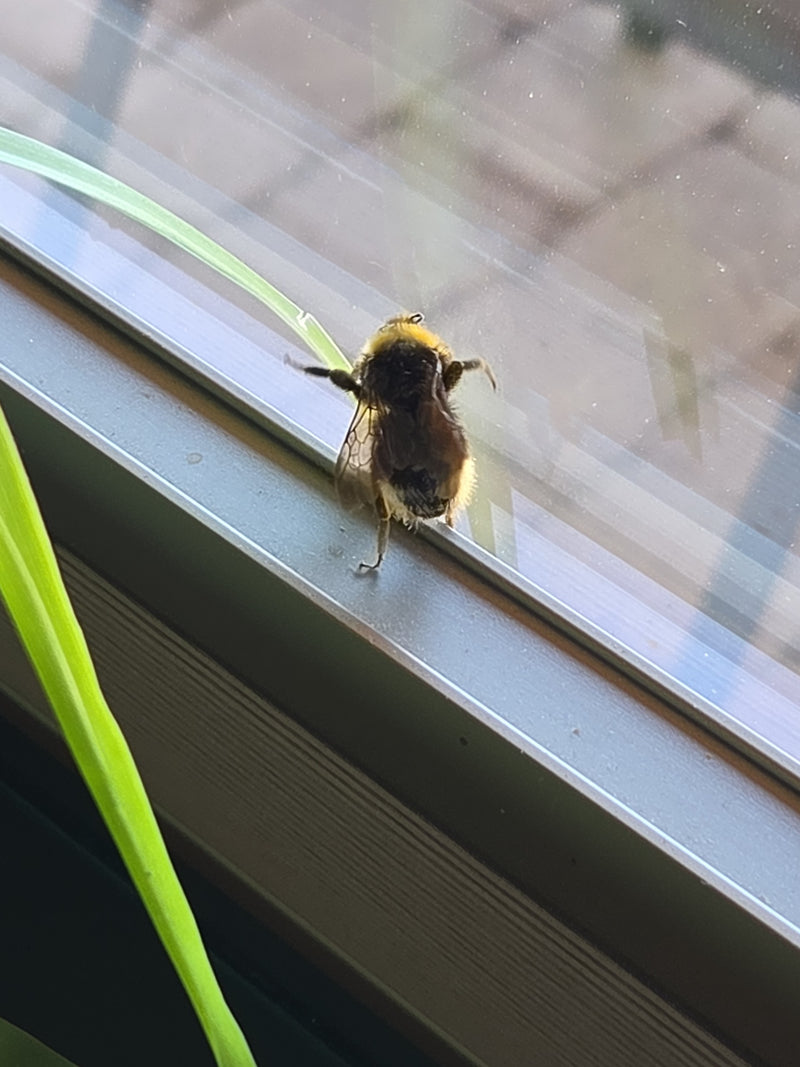 Helle Erdhummel — Bild 1