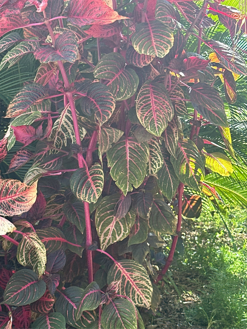 Herbsts Iresine — zdjęcie 1 z 2