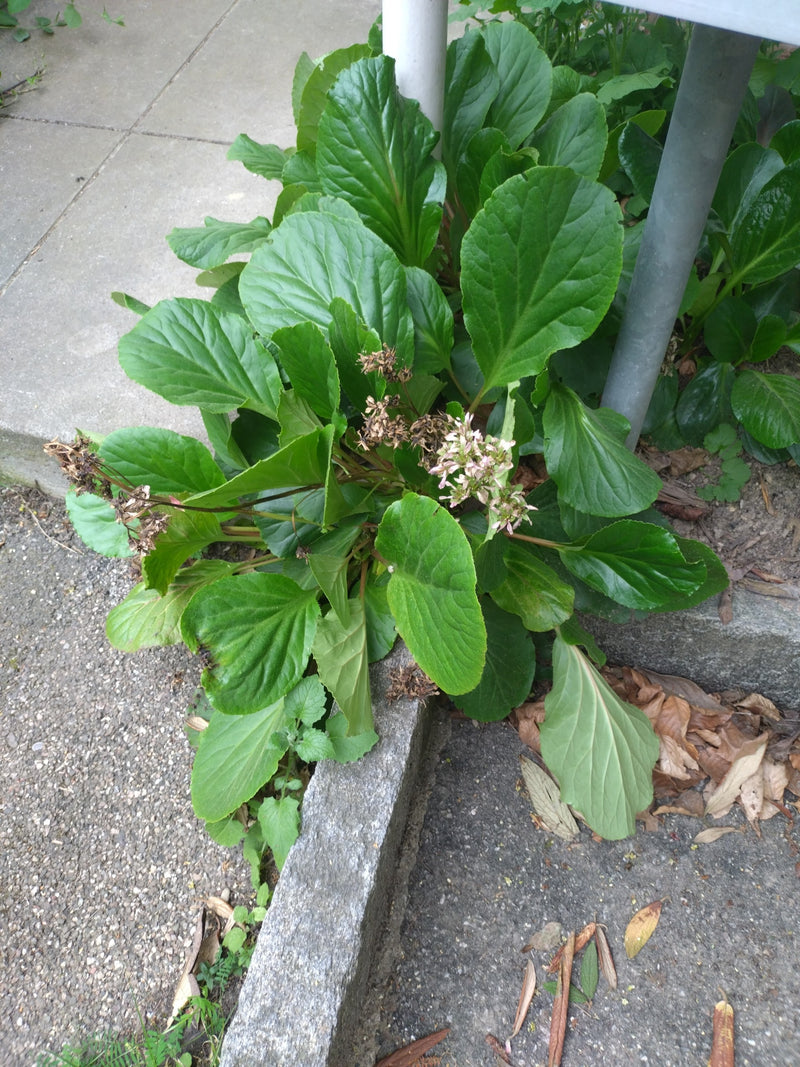 Bergenia sercowata — Bild 2