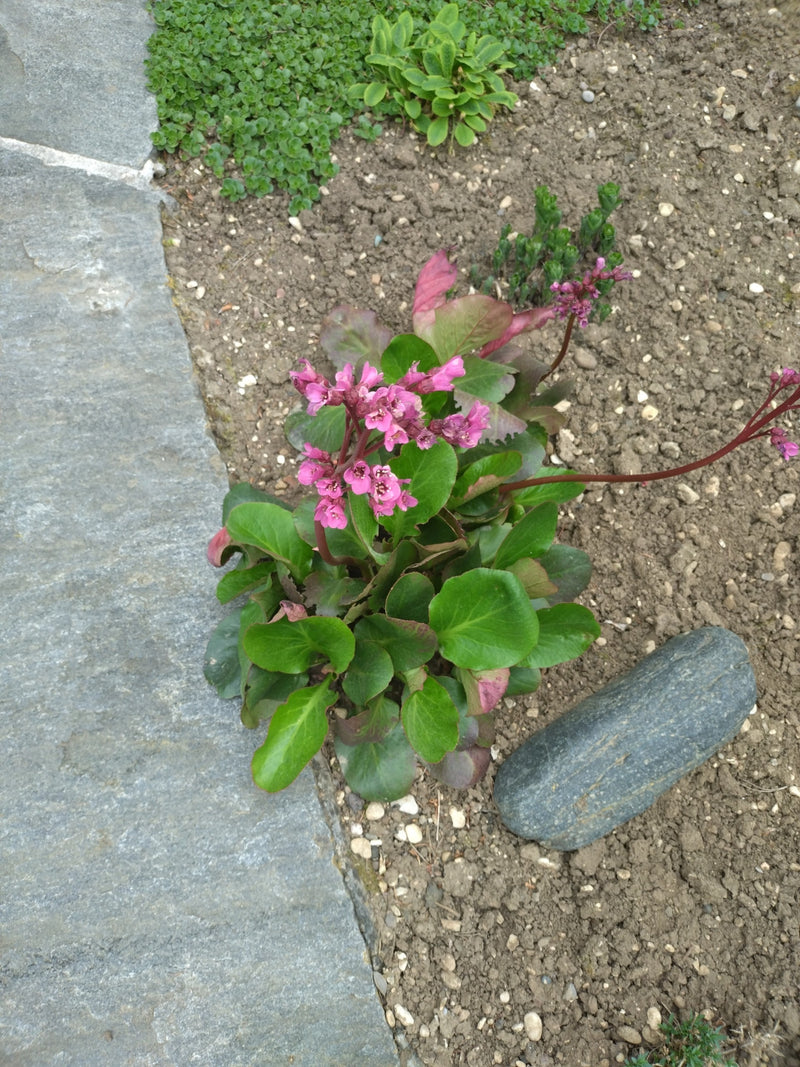 Bergenia sercowata — Bild 1