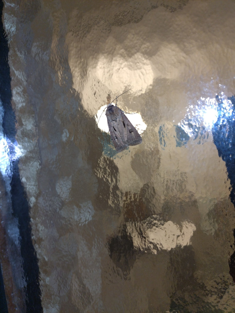 Kochana Sowa — Bild 1