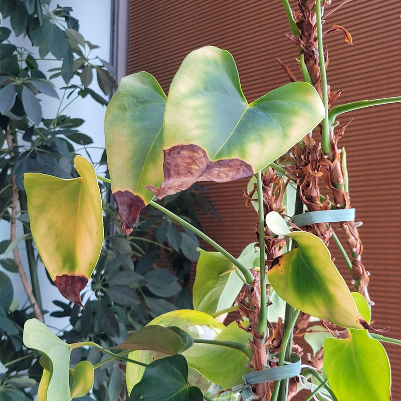 Filodendron liścia sercowego — Bild 1