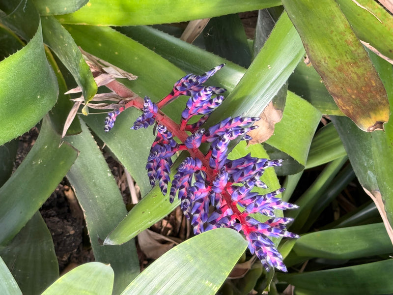 Himmels-Aechmea — zdjęcie 4 z 4