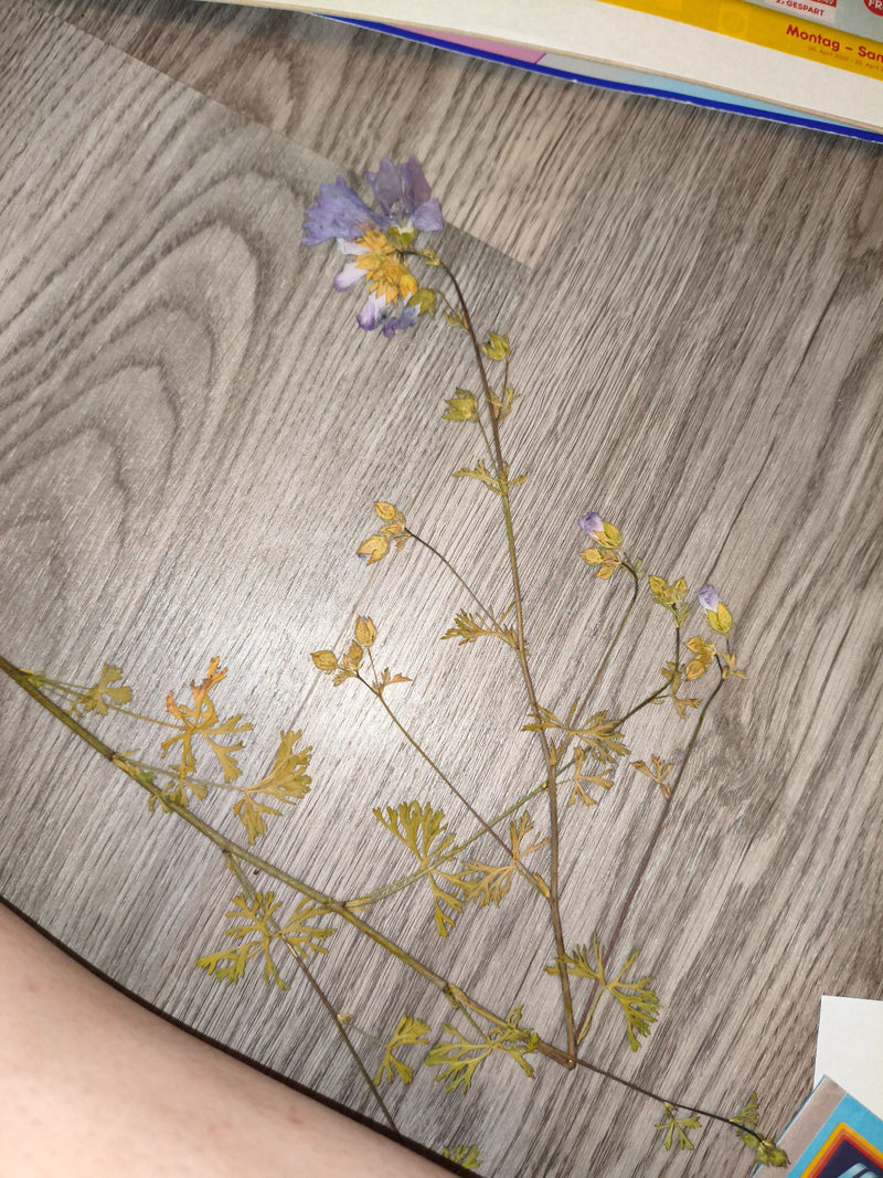 Widoczna jest sprasowana wielosił błękitny leżąca na jasnej podłodze drewnianej. Ususzona roślina ukazuje swoje typowe liście pierzaste i niebieskawe kwiaty.