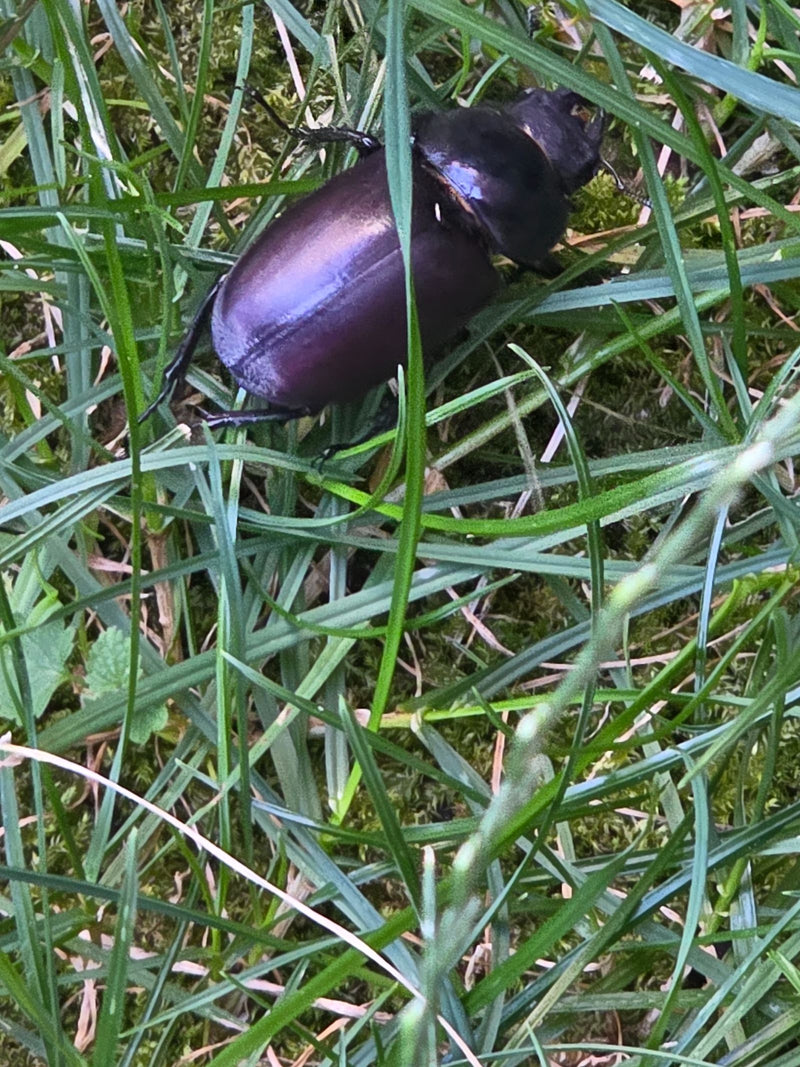 Samica jeleniożebra siedzi w zielonej trawie na ziemi. Owad jest widoczny z góry.